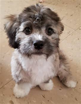 5-month-old-maltipoo-puppy
